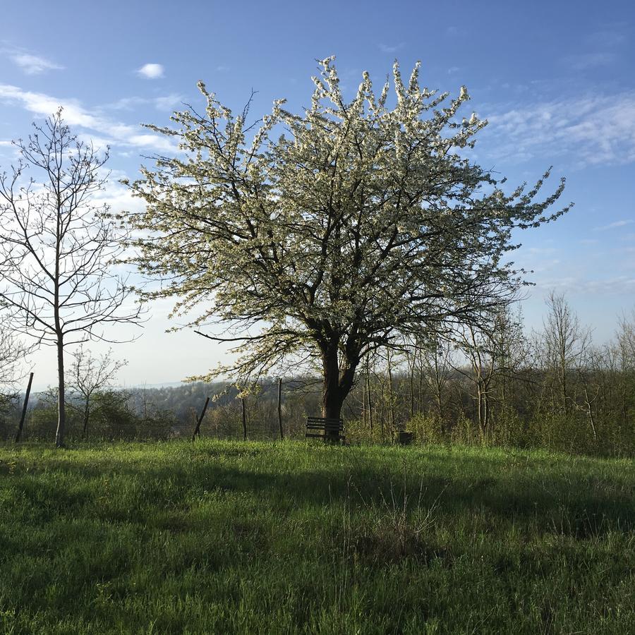 B&B La Semplice Nel Verde Asti Exterior foto